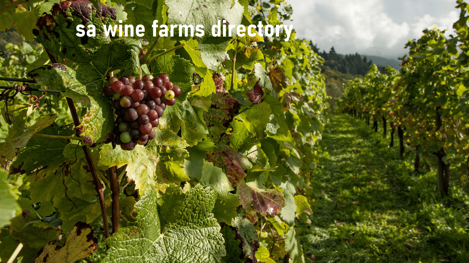 South African Wine Farms Directory